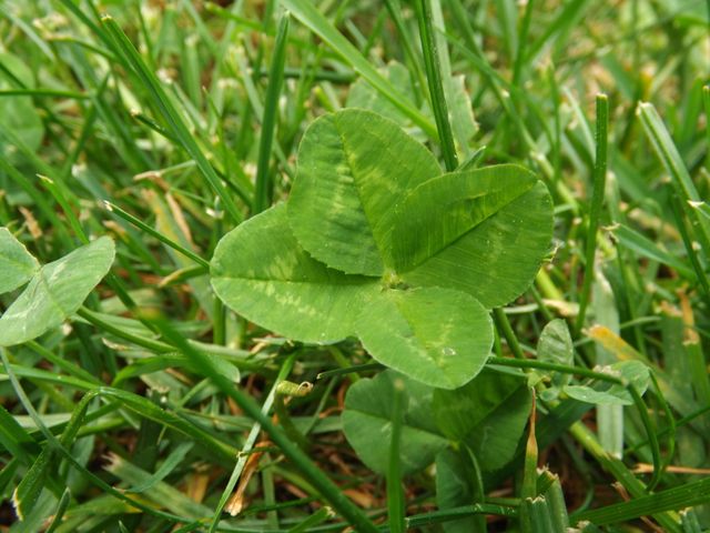 Rare four-leaf clover surrounded by grass in natural environment. Great for illustrating concepts of luck, nature, and botanical studies. Suitable for educational material, posters about superstition, or articles on flora and natural curiosities.