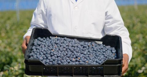 Scientist in Lab Coat Inspects Fresh Blueberries in Field
