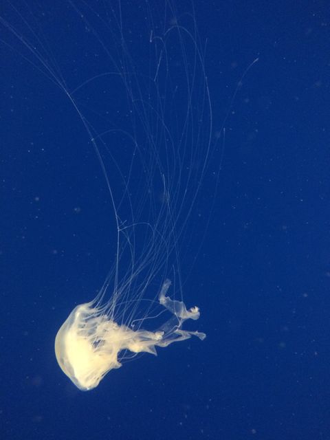 Graceful translucent jellyfish floating serenely in deep blue ocean waters, showcasing its delicate tentacles. Suitable for themes related to marine biology, underwater exploration, ocean conservation, and aquatic life. Ideal for use in educational materials, nature documentaries, and ocean-themed art projects.