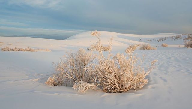 Golden sunrise bathing frost-covered shrub on snowy dune landscape at dawn