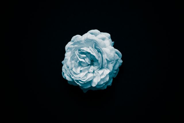 Single White Rose Flower on Black Background - Download Free Stock Photos Pikwizard.com