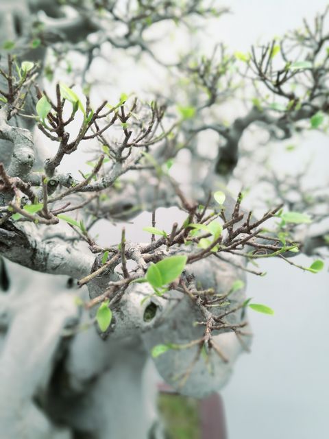 Detailed view of bonsai tree branches adorned with fresh green leaves, representing growth and renewal. Perfect for nature, gardening, and zen-related themes. Ideal for use in magazines, websites, and advertisements focusing on mindfulness, relaxation, and the beauty of nature.