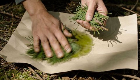 Crafting natural pine dye by rubbing needles on kraft paper in forest closeup