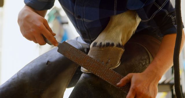 Farrier Trimming Horse Hoof with Rasp Tool During Farriery Work - Download Free Stock Images Pikwizard.com