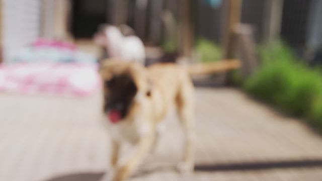 Blurry video of a dog running in a garden on a sunny day. Can represent themes of playfulness, energy, and movement. Ideal for advertisements related to pets, outdoor activities, or garden products. Useful for pet care blogs, social media posts, and veterinary practice websites.