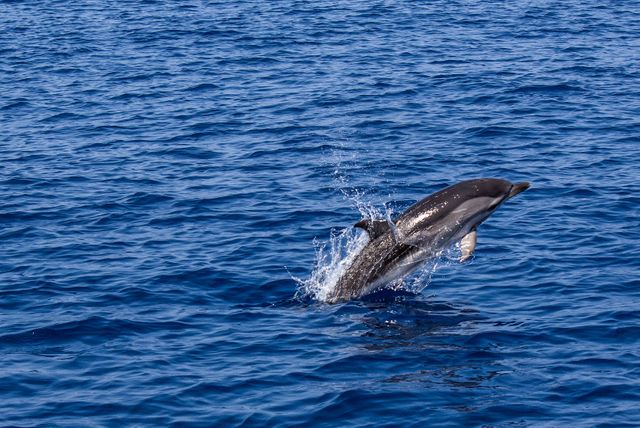 Beautiful scene of a dolphin leaping out of ocean waters is perfect for use in marine life documentaries, travel content, nature websites, and educational materials. Emphasizes feeling of freedom and authenticity in wild environments.