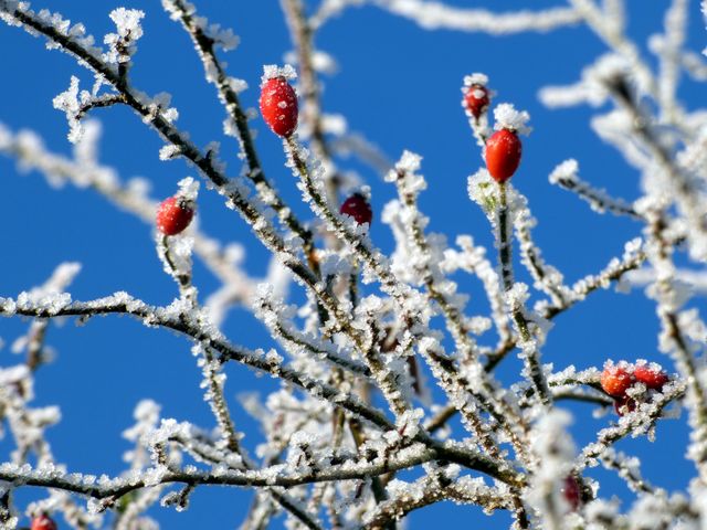 This image shows closeup of frosted rosehip berries on tree branches during a bright winter morning with a clear blue sky. Perfect for use in winter-themed projects, seasonal greeting cards, nature articles, or outdoor adventure blogs to depict the beauty of nature in winter. Ideal for adding a touch of crisp, fresh outdoors in designs.