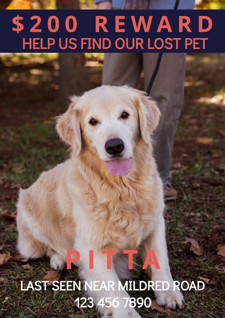 Poster features a lost golden retriever named Pitta with a $200 reward. Text includes contact number, the dog's name, and last seen location near Mildred Road. Useful for creating pet alert posters, providing templates for pet owners, or for informative presentations on pet safety.
