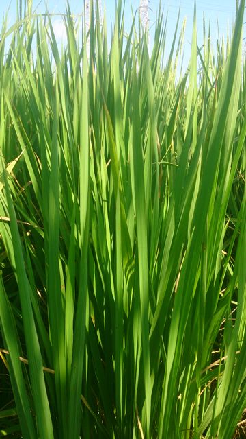 Close-Up of Lush Green Grass Blades in Sunlight - Download Free Stock Photos Pikwizard.com
