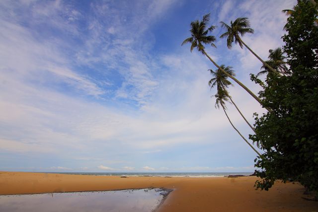 Serene Sandy Beach with Clear Blue Sky and Tall Palm Trees - Download Free Stock Photos Pikwizard.com