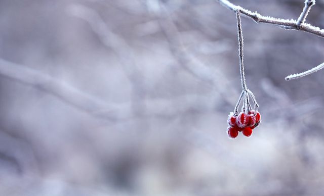 Frosted red berries on a bare branch captured close-up against a blurred wintry background. Ideal for winter-themed designs, nature photography collections, seasonal greeting cards, and environmental awareness campaigns.
