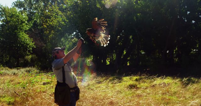 Man Training Hawk in Sunlit Forest Clearing - Download Free Stock Images Pikwizard.com