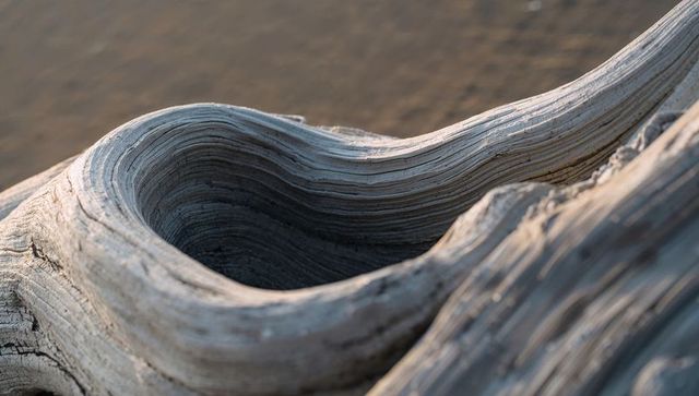 Weathered driftwood revealing layered grain and bowl cavity on sandy shore