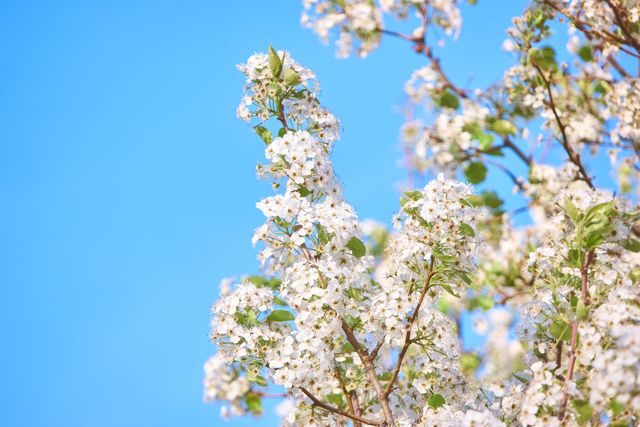 Cherry blossoms in full bloom with vibrant white petals against a clear blue sky. Ideal for use in projects celebrating springtime, nature, or floral beauty. Perfect for background designs, seasonal greeting cards, or nature-themed presentations.