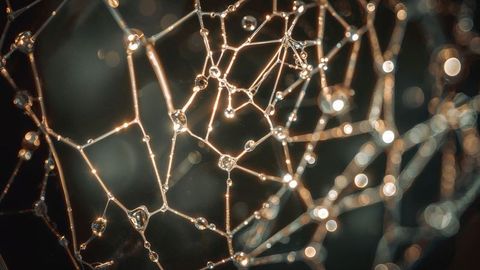 Spider web adorned with dewdrops in morning light
