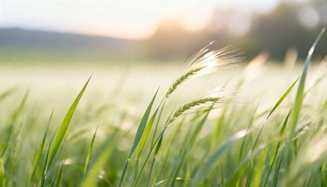 Sunlit green barley heads and grass blades swaying in golden hour meadow close-up