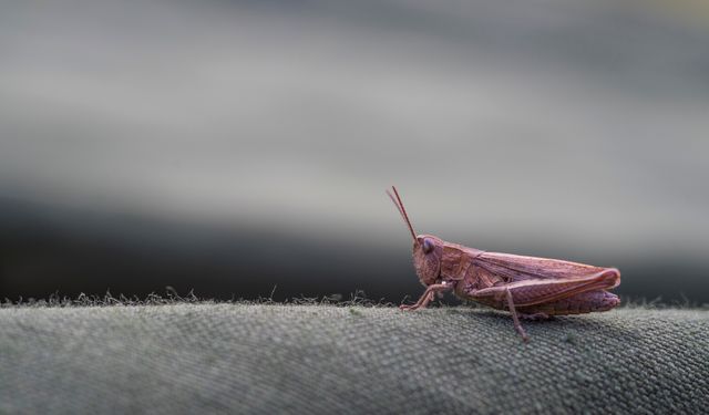 Pink grasshopper resting on green surface, showcasing detailed features and unique coloration. Ideal for nature magazines, educational material about insects, wildlife photography exhibitions, and websites focusing on biodiversity.