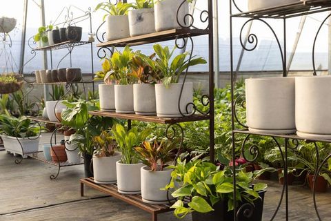 Wrought-iron shelving displaying white planters with lush green foliage in greenhouse