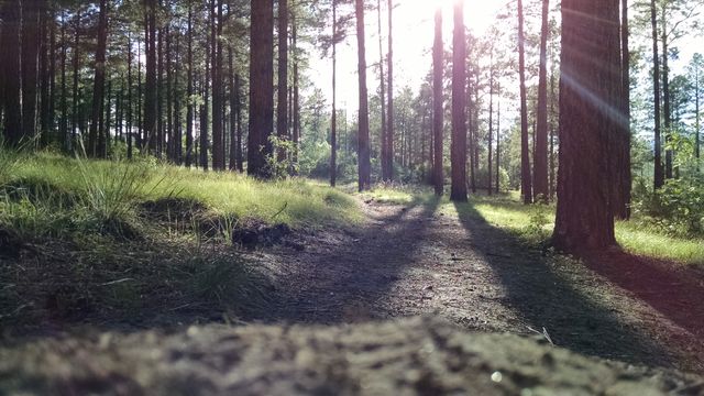 Sunlight streaming through tall pine trees illuminates a tranquil forest path, creating long shadows. Ideal for illustrating serenity, nature's beauty, and the peacefulness of woodland environments. Suitable for backgrounds, nature-themed projects, or promoting outdoor activities.
