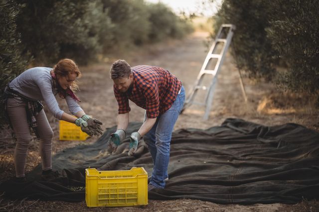Young man and woman are harvesting olives in a grove. They are seen placing olives into a yellow crate, surrounded by farming tools and equipment. This image can be used to illustrate topics related to farming, agriculture, and sustainable living. It is perfect for articles, advertisements, and content related to rural life and organic farming.