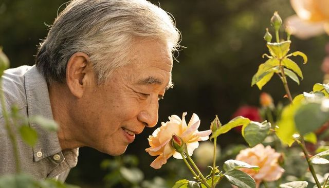 Senior asian man smelling peach roses in garden smiling peacefully during spring gardening