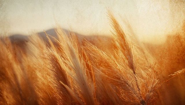 Sunlit golden grasses and distant hills