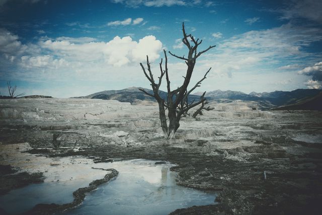 Barren landscape featuring a leafless dead tree under a bright blue sky with clouds. Lofty mountains in the background evoke a sense of wilderness and desolation. Perfect for themes of isolation, survival, climate change, and environmental consciousness content.