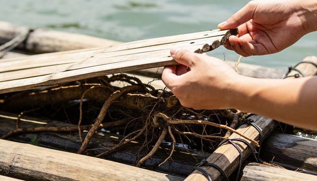 Hands lifting wooden hatch on rustic raft revealing tangled roots over calm river surface
