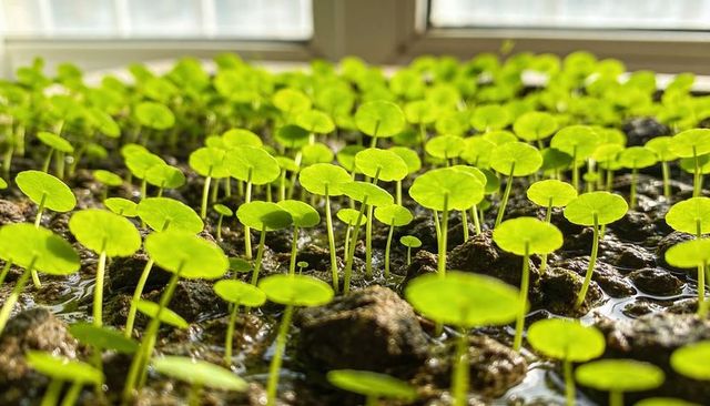 Sunlit translucent round-leaf seedlings sprouting from moist soil on windowsill tray