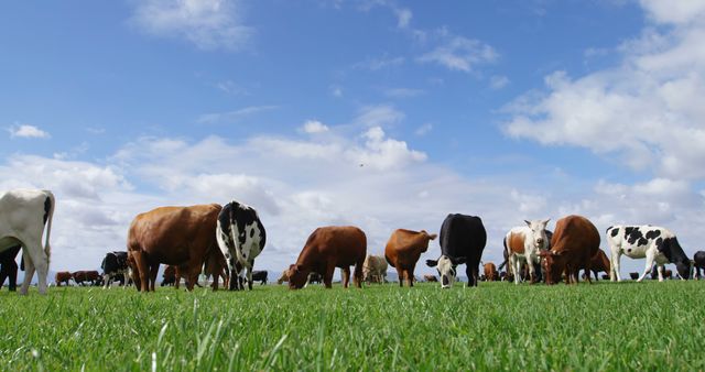Herd of cows grazing in a lush green pasture under a clear blue sky. This tranquil scene is perfect for illustrating agricultural themes, rural landscapes, farming activities, and environmental projects. Ideal for use in advertising, blogs, educational materials, and agricultural promotions.