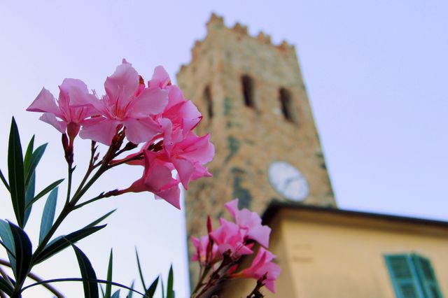 Pink flowers blossom vibrantly in the foreground, while a historic brick clock tower stands tall in the background, capturing the juxtaposition of nature and architecture. Ideal for travel blogs, tourism promotions, or showcasing scenic European cultural heritage.
