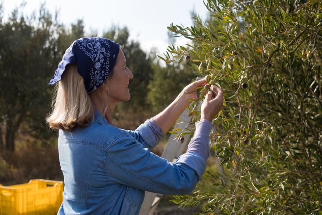 This image shows a woman harvesting olives from a tree on a farm. She is wearing a blue bandana and a denim shirt, indicating a casual and practical approach to farming. The setting is outdoors in a rural area, surrounded by nature. This image can be used for topics related to agriculture, organic farming, rural life, and sustainable produce. It is ideal for articles, blogs, and advertisements focusing on farming, nature, and healthy living.