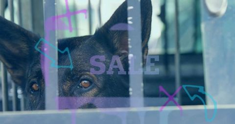 Alert dog gazing through kennel bars with sale overlay symbol