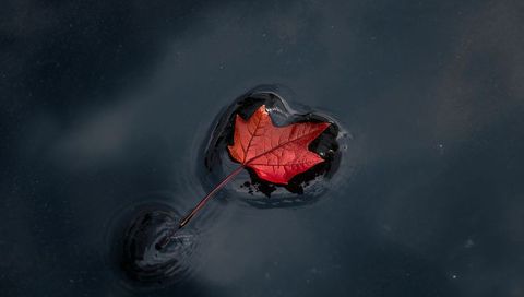 Lonely Red Maple Leaf Floating on Dark Water Creating Ripples and Moody Reflection