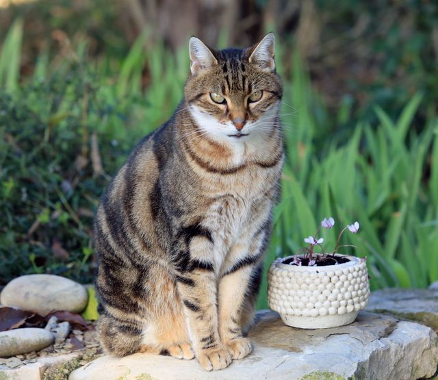 Tabby cat sitting next to a small pot of flowers in a garden, providing a tranquil outdoor scene. Ideal for use in pet-themed content, gardening blogs, or to convey a sense of serenity and connection with nature.