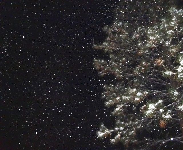 Tree branches covered in snow against a backdrop of a starry night sky. This serene and majestic scene highlights the beauty of nature and the cosmos. Suitable for use in nature-themed articles, wallpapers, background images for websites or presentations, and related to astronomy or outdoor photography themes.