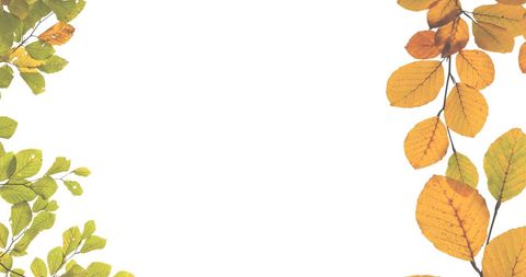 Natural leaf frame with white background for seasonal greetings