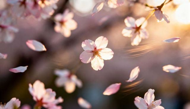 Backlit Cherry Blossom Petal Drifting in Golden Hour Breeze with Soft Pastel Bokeh
