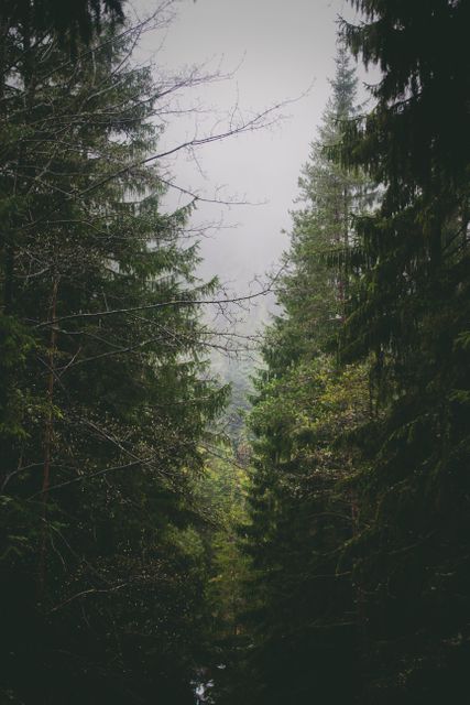 Dense evergreen trees appear in a misty forest, creating a tranquil and serene atmosphere. This natural landscape with fog and lush greenery provides a peaceful and calming environment. Ideal for nature-themed projects, outdoor exploration promotions, and environmental awareness campaigns.