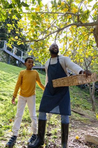 African american father and son harvesting lemons on sunlit hillside holding wicker basket