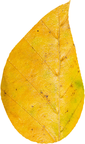 Yellow Transparent Autumn Leaf Close Up Isolated with Clear Magnificent Details - Download Free Stock Videos Pikwizard.com