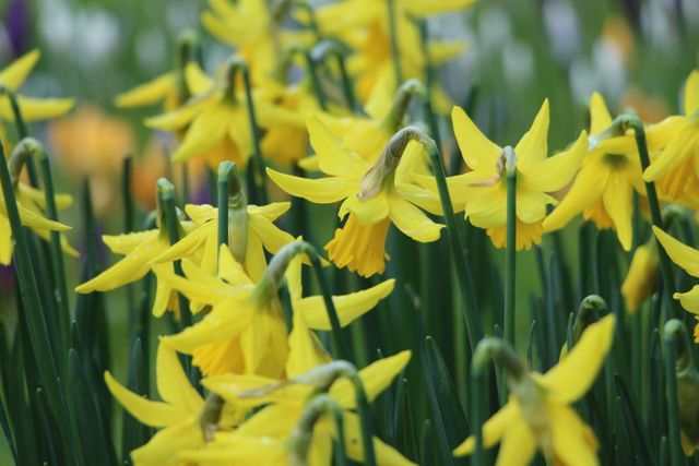 Yellow daffodils are blooming in full glory, signaling the arrival of spring. Perfect for themes related to gardening, floral arrangements, springtime events, or nature's beauty. Can be used in publications, decor purposes, greeting cards, or educational materials concerning botanical subjects.