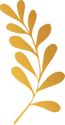 Elegant gold botanical branch on transparent background