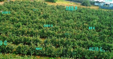 Drone mapping revealing citrus orchard rows with cyan data overlays for crop monitoring