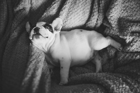 French bulldog puppy sleeping peacefully on cozy blanket