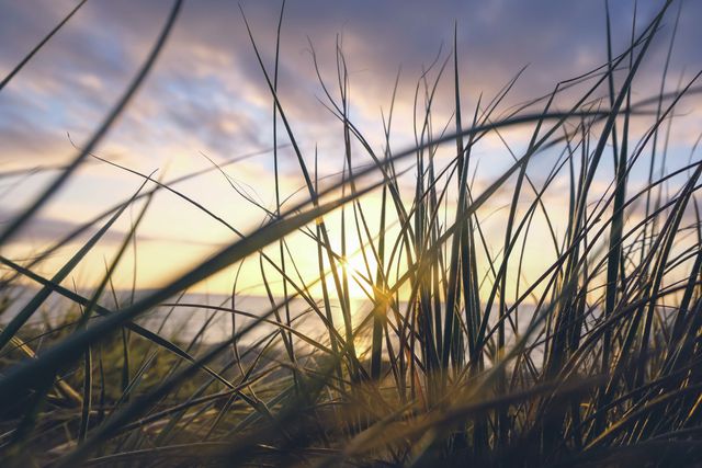 This image shows tall grasses silhouetted against the sky during sunset. The sun is casting a warm glow, creating a calm and serene atmosphere. Ideal for use in nature blogs, backgrounds for inspirational quotes, relaxation or meditation themed content, and environmental awareness projects.