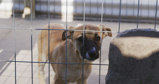 Dog is standing behind a wire fence, appearing lonely. Scene evokes feelings of empathy and highlights animal shelter environments. Useful for campaigns on pet adoption, animal welfare, and rescue shelter fundraisers.