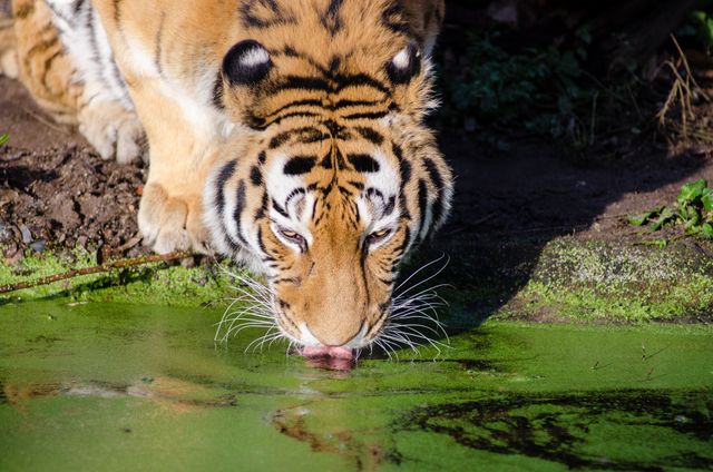 Tiger Drinking Water from Pond in Jungle - Download Free Stock Photos Pikwizard.com