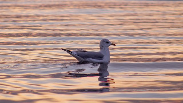 Seagull Floating on Tranquil Ocean at Sunset - Download Free Stock Photos Pikwizard.com