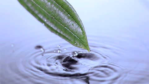 Leaf Gently Touching Water Surface Creating Ripples